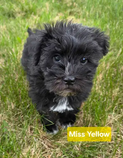 CKC Registered Miniature Schnauzers Puppies, View more