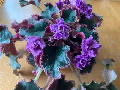 Beautiful Purple Violets, View more
