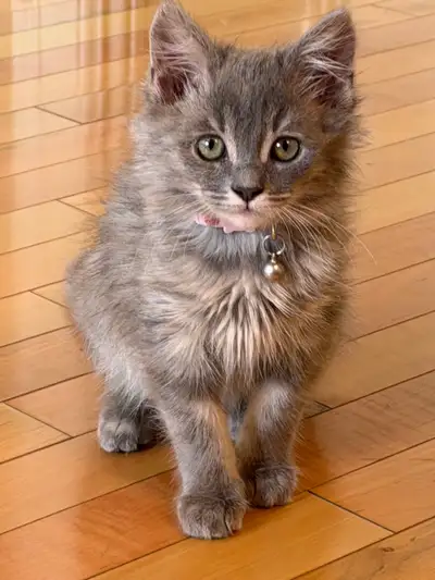 kitten needs new home, View more