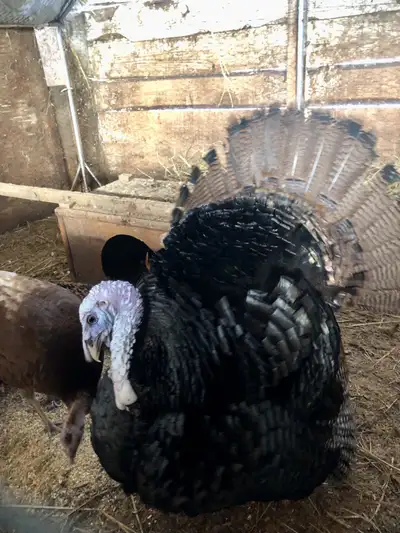 Hatched may of this year. He’ll make a great breeder, he’s nice an big. I just have too many toms an...