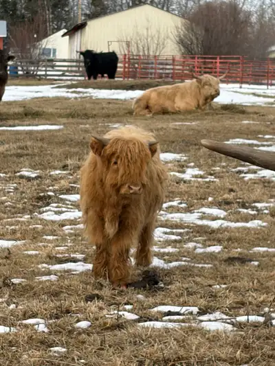Yearling Bulls , View more
