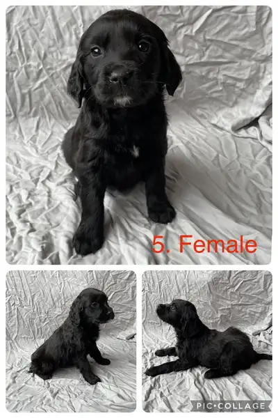 The Spangold Retriever is a cross between an English Springer Spaniel and a Golden Retriever, which...