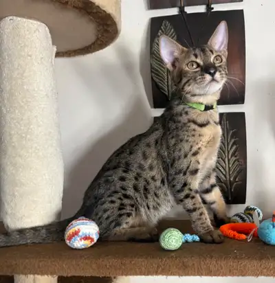 Chaton F5 Mâle Savannah (c. vert fluo), View more