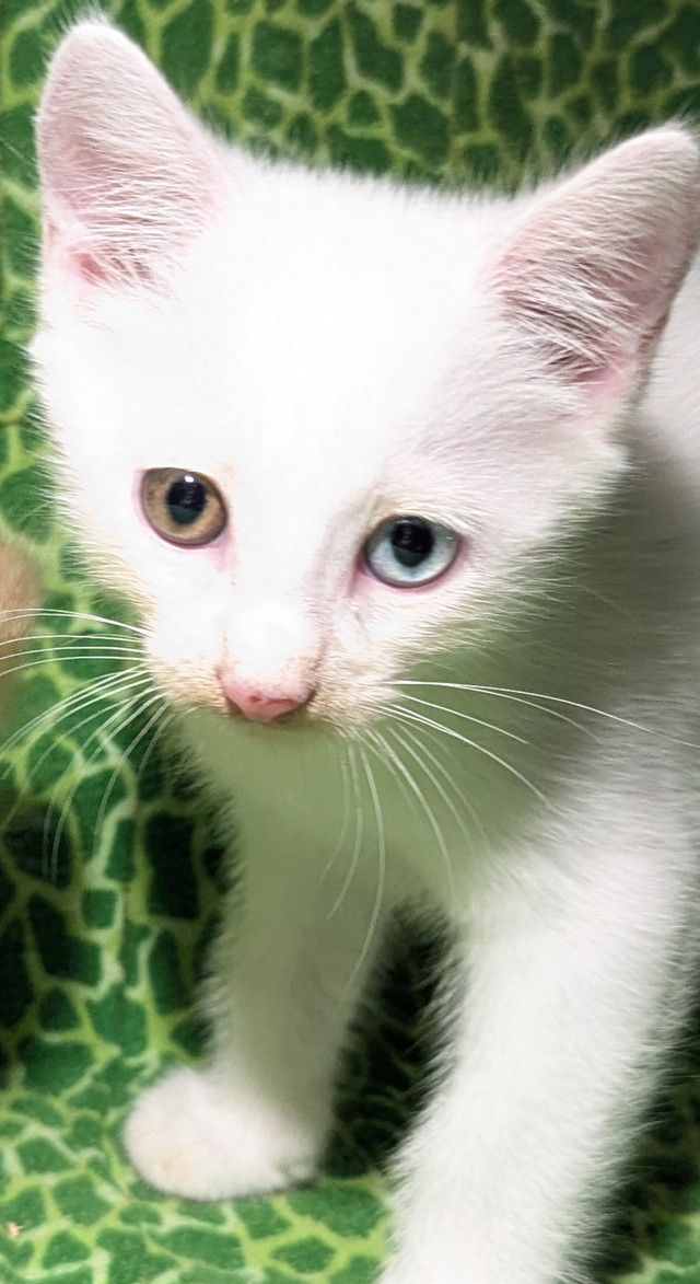 Sweet munchkin elf kittens ready for homes in Cats & Kittens for Rehoming in Richmond - Image 2