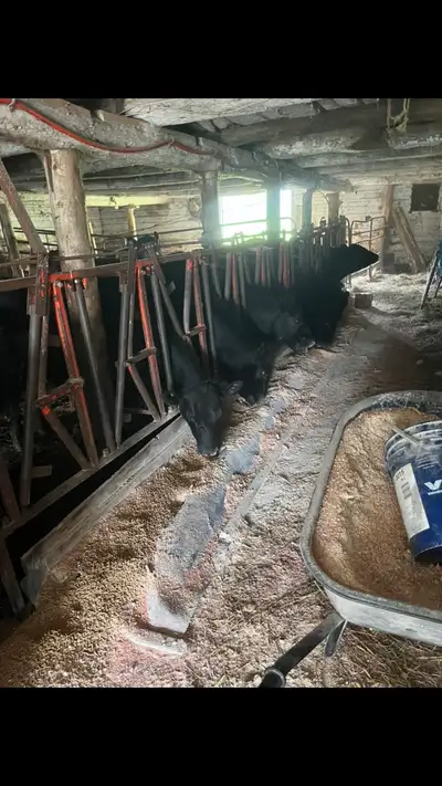 black angus heifers, View more