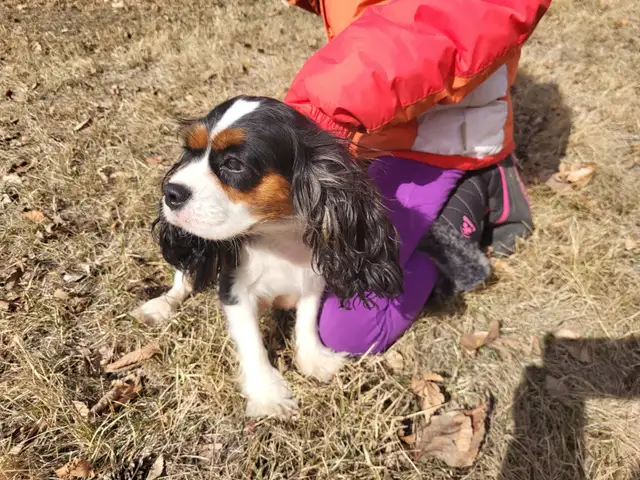 Guardian Family- CKC registered Cavalier King Charles Spaniel in Dogs & Puppies for Rehoming in Calgary - Image 3