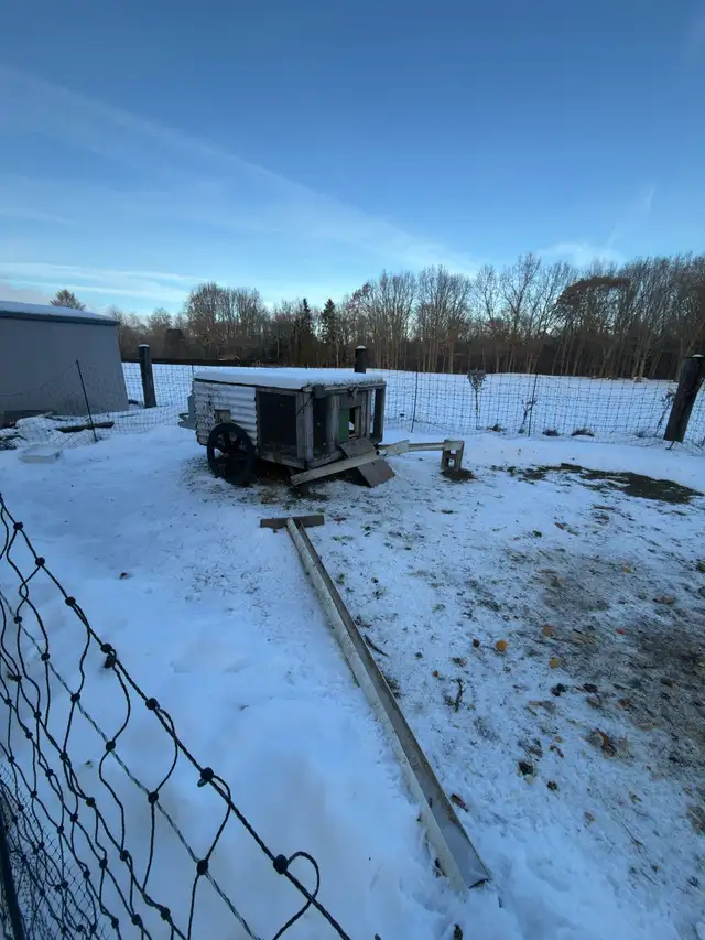 Rhode Island Reds – ChickShaw, Roll-Away Nest Box in Livestock in Brantford - Image 5