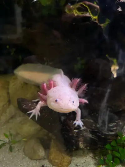 ISO adult female axolotl, View more