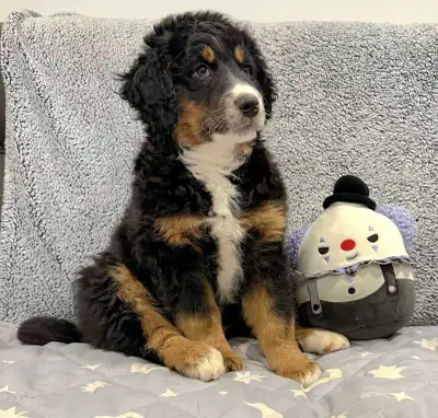 Adorables Bernedoodles, View more