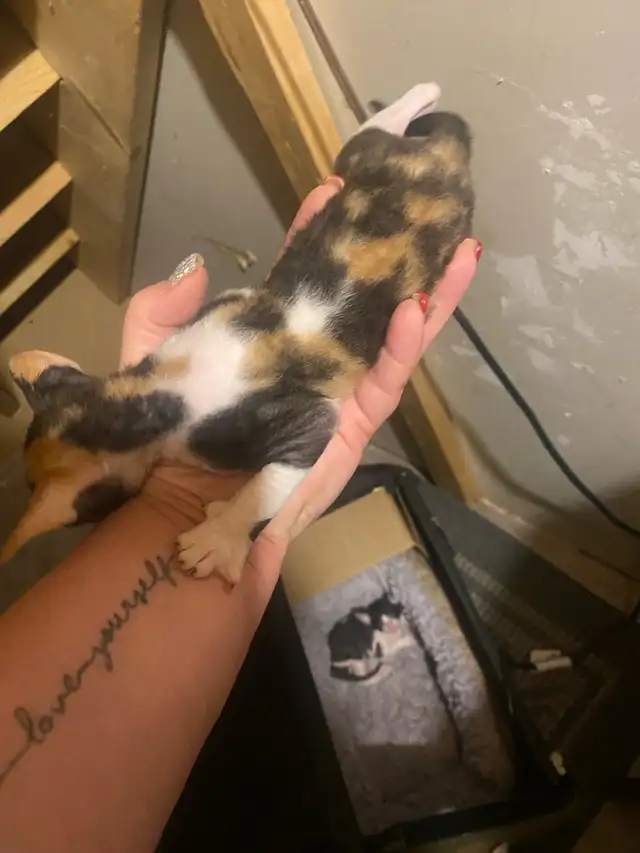 Cornish Rex Kittens in Cats & Kittens for Rehoming in Cape Breton - Image 7