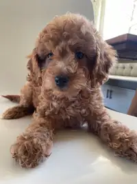 Cockapoo Puppies ready to go home 