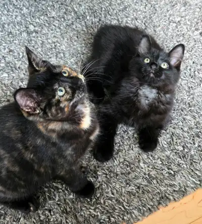 Cute Kittens, View more