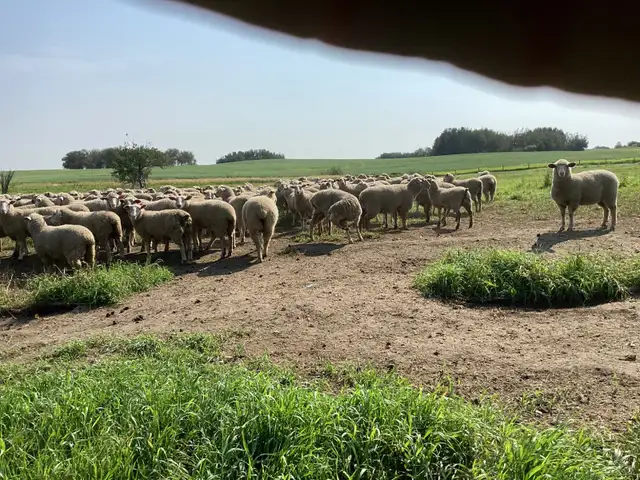 Canadian arcott ewelambs in Livestock in Red Deer - Image 2