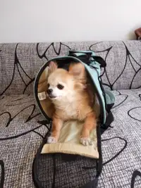 sac de transport pour chien