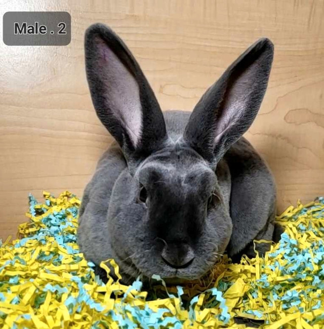 Rex bunnies  in Small Animals for Rehoming in Calgary - Image 2