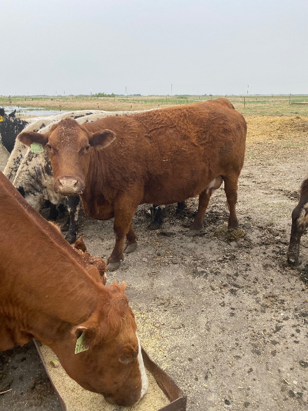 Angus / Simmental cow calf pairs Livestock Regina Kijiji