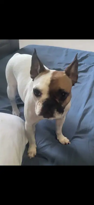 female frenchton, View more