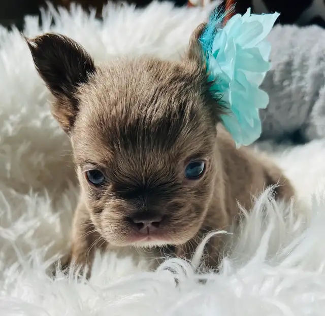 Isabella Fluffy French Bulldogs in Dogs & Puppies for Rehoming in West Island - Image 3