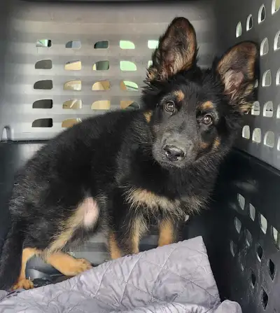 Last female Long Coat German Shepherd, View more