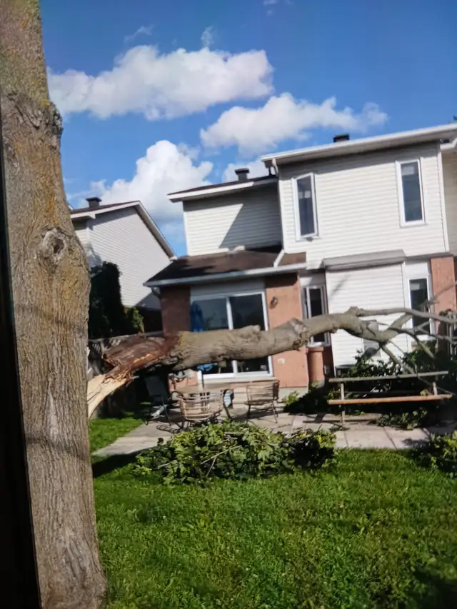 Tree cutting/Pruning 150+