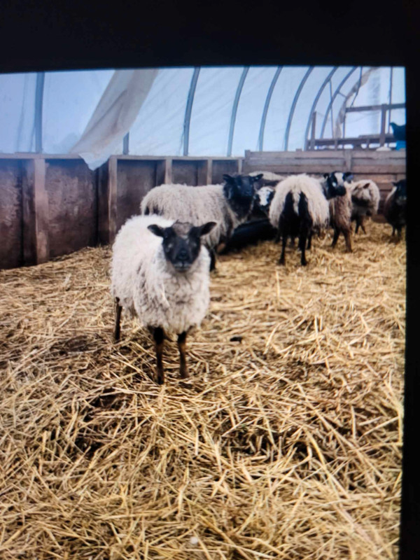 Shetland ewe lambs in Livestock in Bathurst - Image 3