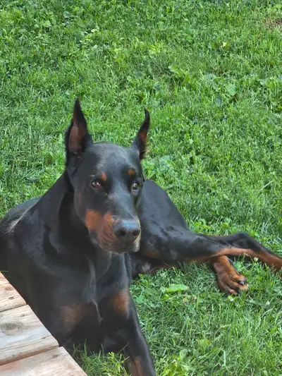 Doberman Européen et/ou américain, View more