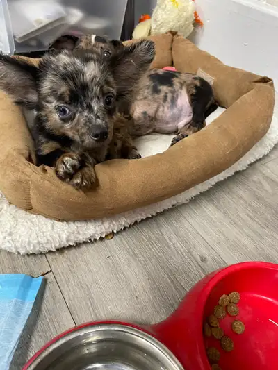 Chihuahua Puppies, View more