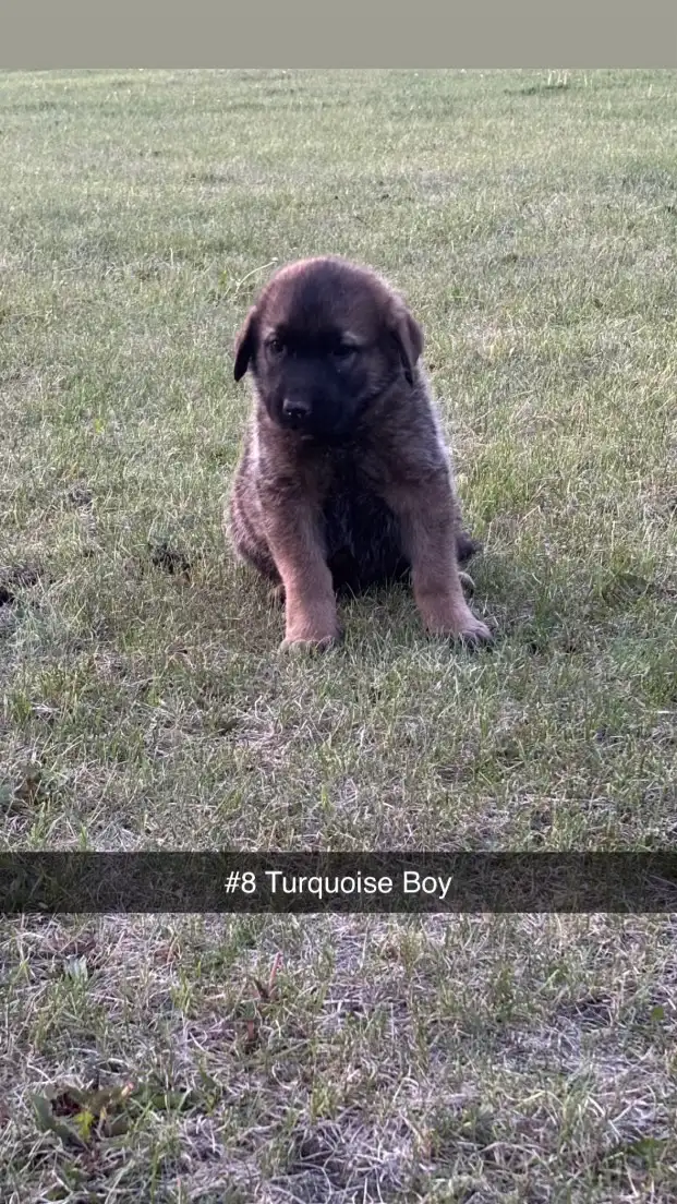 TURKISH KANGAL CROSS PUPPIES in Dogs & Puppies for Rehoming in St. Albert - Image 5