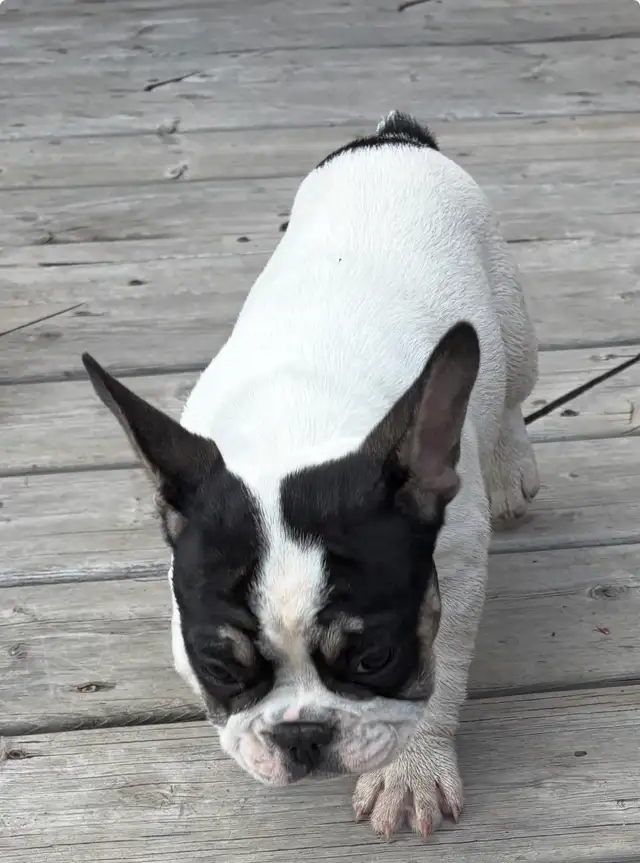 Frenchie pups in Dogs & Puppies for Rehoming in Penticton - Image 4