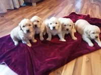  Purebred Golden retriever puppies for sale