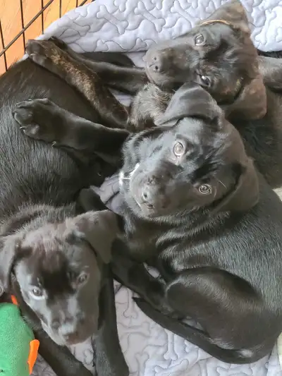 Cane corso, presa canario lab puppies, View more