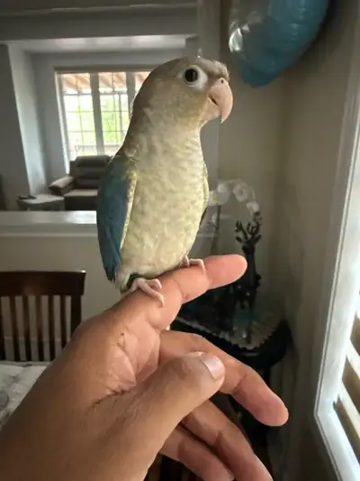 Tortoise conure, View more