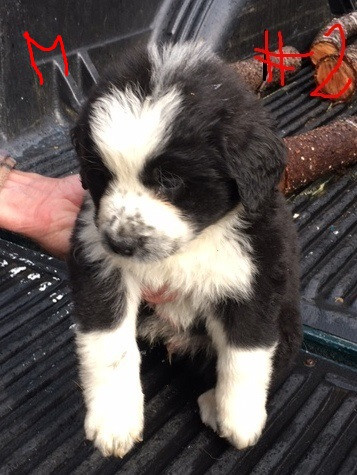 Sweet, loving Bernese X Puppies looking for their forever home in Dogs & Puppies for Rehoming in Campbell River - Image 2