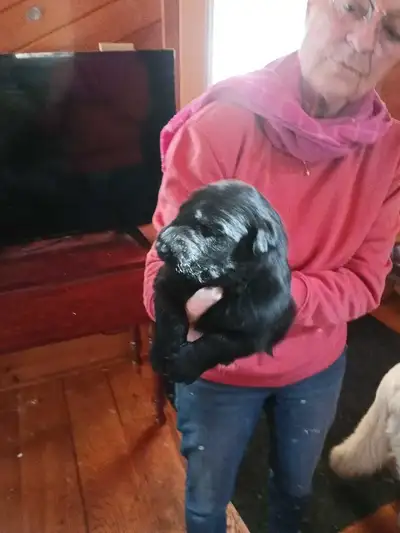 German shepherd puppies , View more