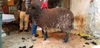 Breeding ram