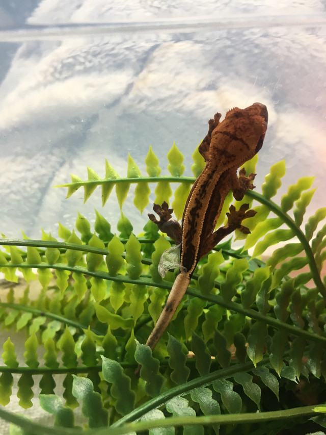Crested geckos in Garage Sales in Calgary