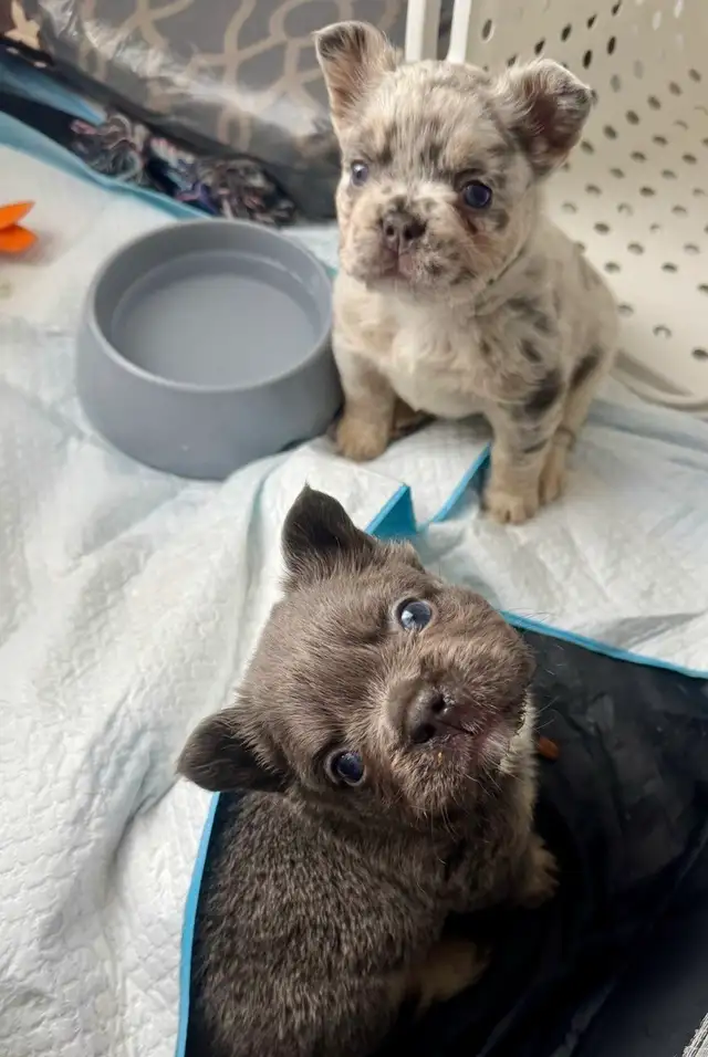 Frenchie Puppies For Sale in Dogs & Puppies for Rehoming in City of Toronto - Image 12