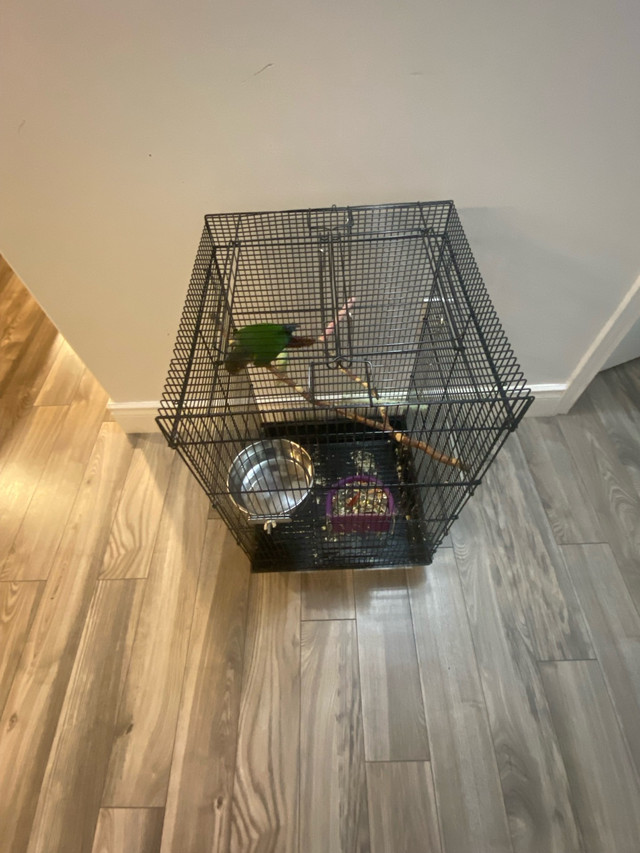 conure birds in Birds for Rehoming in Windsor Region - Image 2