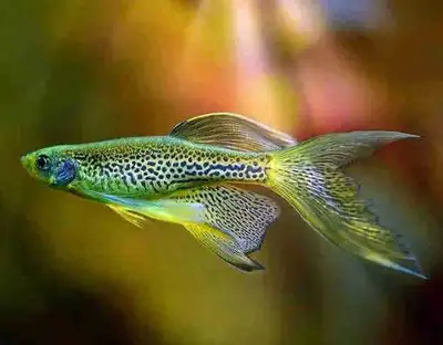Longfin leopard danios , View more