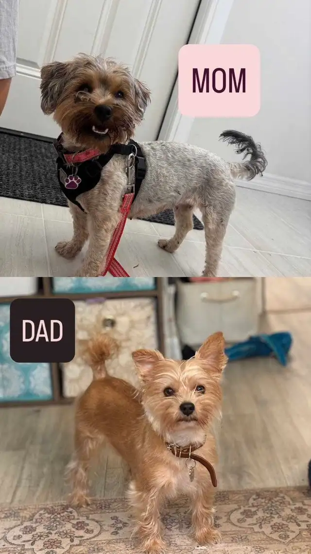 Yorkie puppies  in Dogs & Puppies for Rehoming in Markham / York Region - Image 3