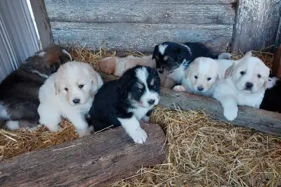 "Great Bernese" Puppies, View more