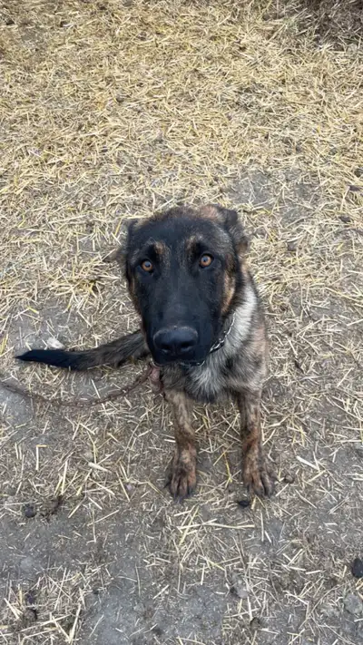 Intact Male Dutch Shepherd, View more