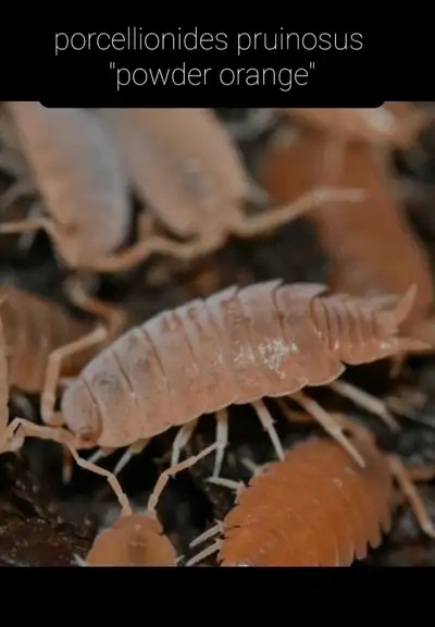 Orange powder isopods x15, View more