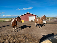 Horse boarding and care just minutes from Calgary