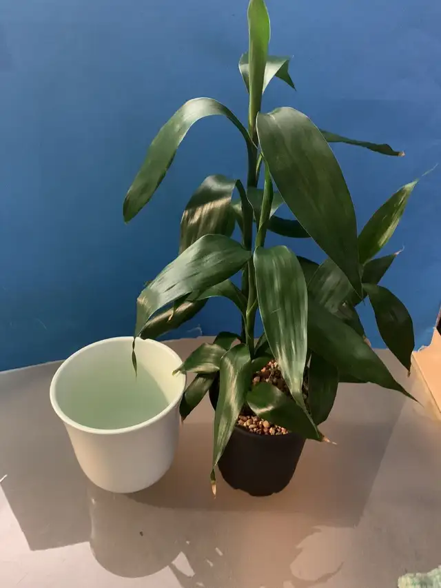 3 Lucky Bamboo  with beautiful inner & outer planter/Flower Pot in Patio & Garden Furniture in Markham / York Region - Image 3