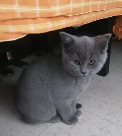 10 weeks British Shorthair girl, View more