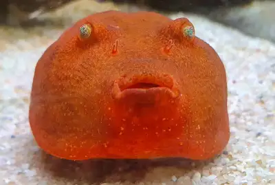 Red Congo puffer, View more