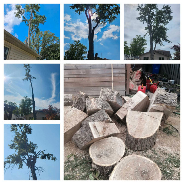 HIR tree service Chatham Kent devision  in Lawn, Tree Maintenance & Eavestrough in Chatham-Kent - Image 4