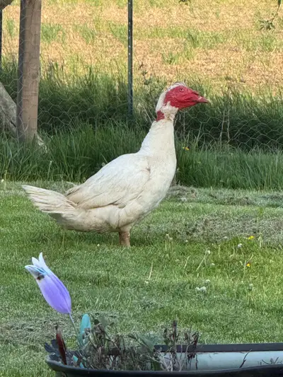 Muscovy duck/s, View more