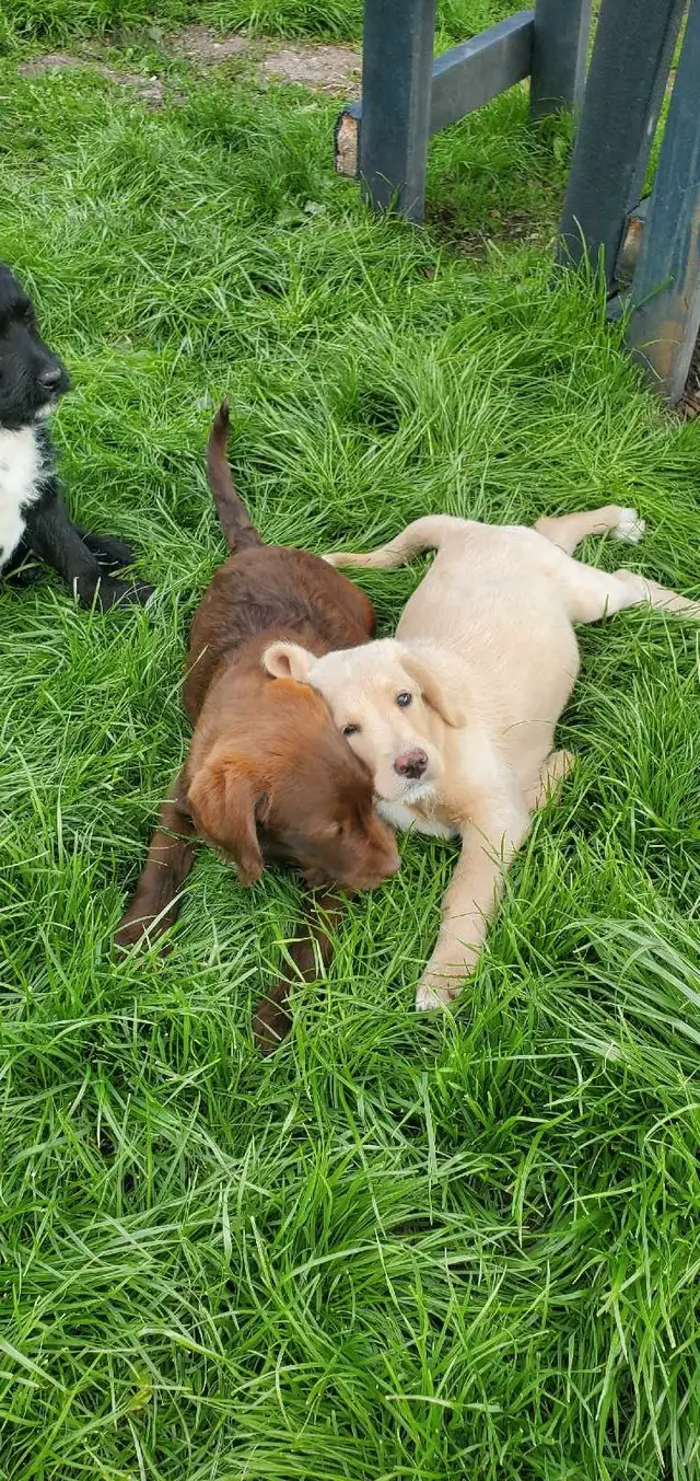 adorable labradoodle pups in Dogs & Puppies for Rehoming in Norfolk County - Image 4